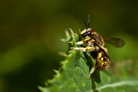 Yellow Jacket Wasp Photograph By Onyonet Photo Studios