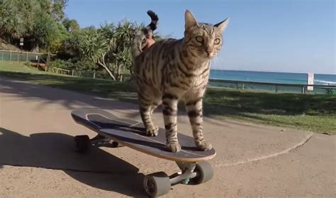 Skateboard Cat Is Ready To Show You How To Get Radical