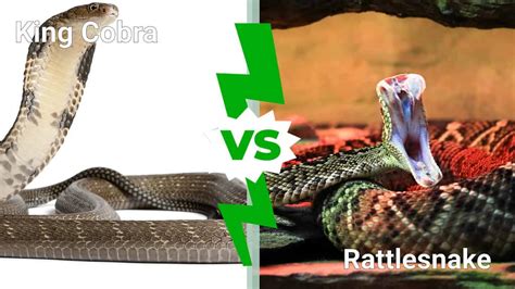 King Cobra Vs Rattlesnake 5 Key Differences A Z Animals