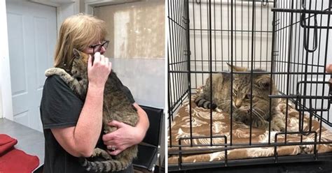 After 11 Years A Missing Cat Is Reunited With His Owner In New York