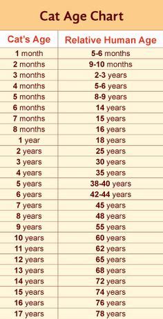 You can have a table that shows the cat to human years with that you with this you can get the answer for your question how old is my cat. Infographic Kitten Cat Growth Chart by Age, Weight and ...