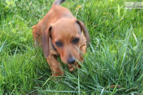 Find dachshund in dogs & puppies for rehoming | find dogs and puppies locally for sale or adoption in canada : Pinky: Dachshund, Mini puppy for sale near San Diego, California. | 166f9608-c631