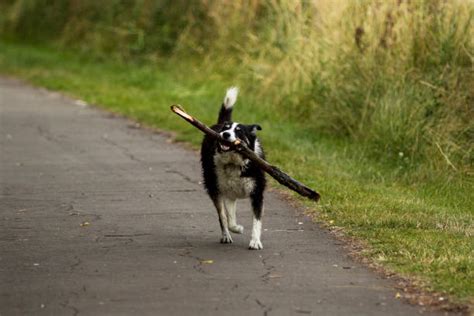Dog Carrying Big Stick Stock Photos Pictures And Royalty Free Images