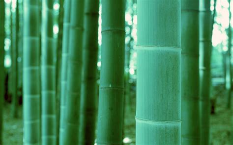 Green Bamboo Wallpapers Wallpaper Cave