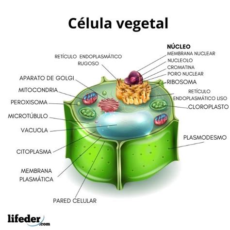 Célula Vegetal Qué Es Características Partes Funciones Ejemplos