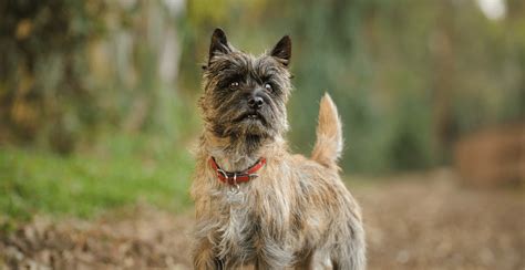 Cairn Terrier Dog Breed Information | Breed Advisor