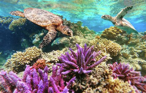 Green Sea Turtle Swimming Over Coral Reef Photograph By Artush Foto