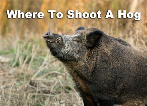 Where To Shoot A Hog Lets Bag A Boar