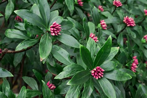 Daphne Shrubs Plant Care And Growing Guide