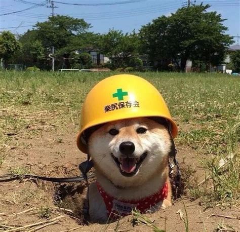 Safety Doggo Rdoggos