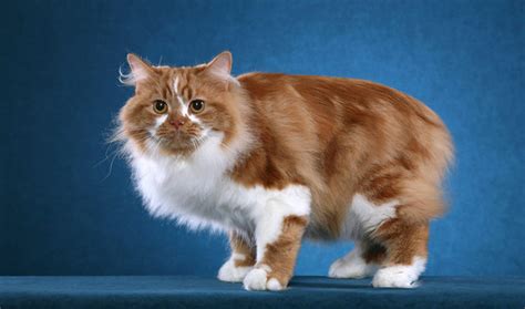 Cymric Cat Profiles 4 Chipve Flickr