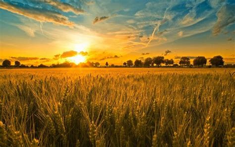 TOP Pemandangan Sawah Padi Sawah Padi Pemandangan Populer Kedah