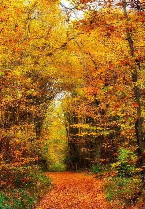 Free Public Domain Cc0 Image Path Through Autumn Woods Picture Image