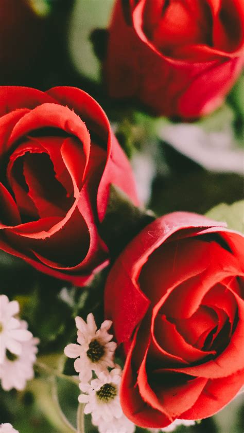 Red Roses Wallpaper Iphone Android And Desktop Backgrounds
