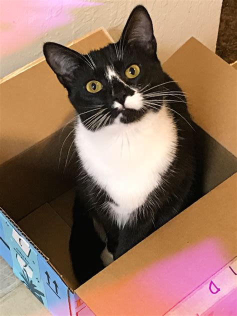 Legendaarinen Tuxedo Kissa Good Mood