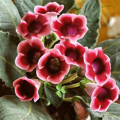 Even when growing spinach indoors in containers, you'll want to mulch the plants using organic matter. Easy flowers to grow indoors - a useful guide for indoor ...