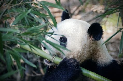 Pourquoi Le Panda Carnivore Mange Du Bambou Etonnant Bambou En