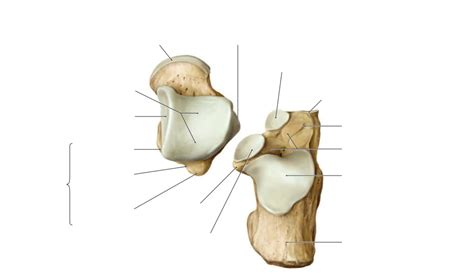 Wykres Right Talus And Calcaneus Dorsal View Anatomy Quizlet