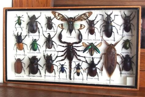 Cadre Entomologie 21 Insectes Et Coléoptères Naturalisés 20 X3 55cm