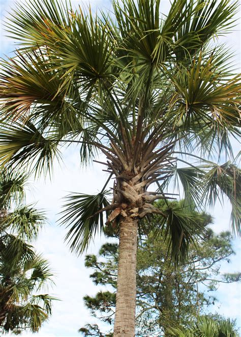 Sabal Palm Sabal Palmetto The Virtual Ucf Arboretum