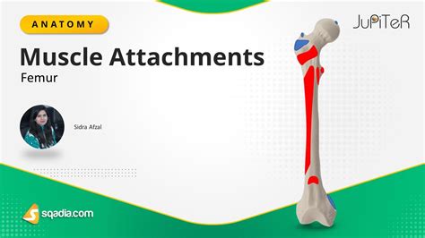 Femur Muscle Attachments Anatomy Of Lower Limb Skeletal System Medical