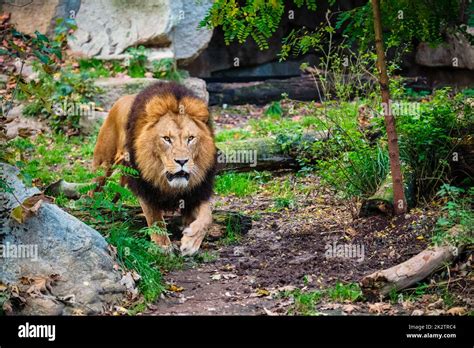 Lion Of Jungle Hi Res Stock Photography And Images Alamy