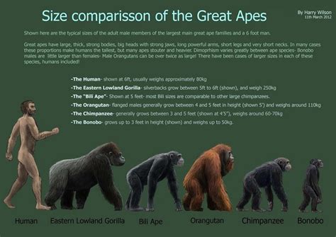 Interesting Facts About Great Apes Just Fun Facts