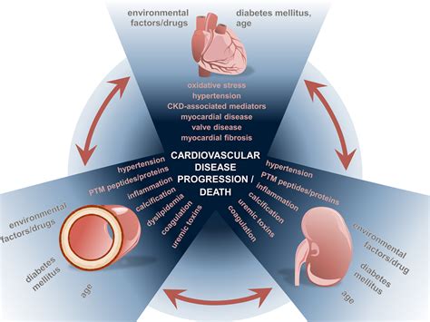 Cardiovascular Disease In Chronic Kidney Disease Circulation