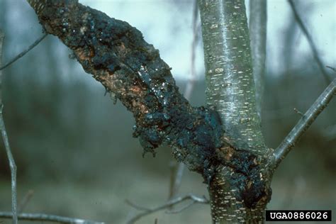 Common Tree Disease Problems Symptoms And Photos Of Tree Disease 2022