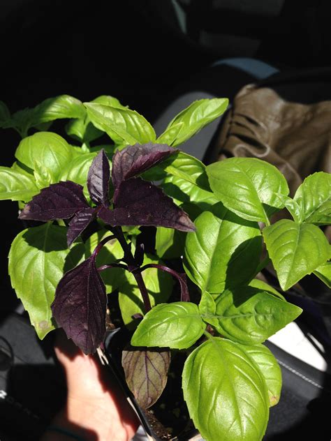 Purple Basil Basil Spinach Plant Leaves Vegetables Purple