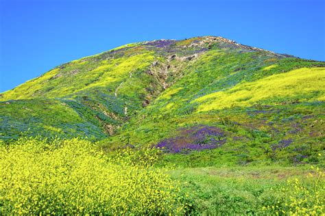 The Superbloom Hits The Malibu Hills Photograph By Lynn Bauer Fine