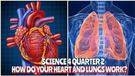 How Do Your Heart And Lungs Work Together Science 4 Quarter 2 Youtube