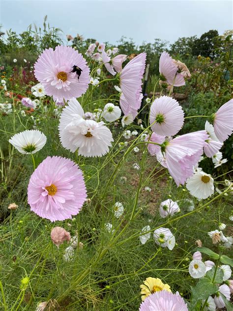 Blush Cupcake Cosmos Seed Pink Cosmos Seeds Great For Cut Etsy