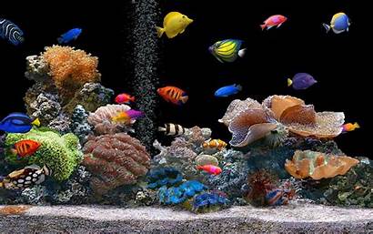 Fish Aquarium Tropical Tank Colorful Tanks Saltwater