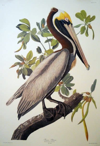 Brown Pelican Print By John J Audubon Audubon Prints