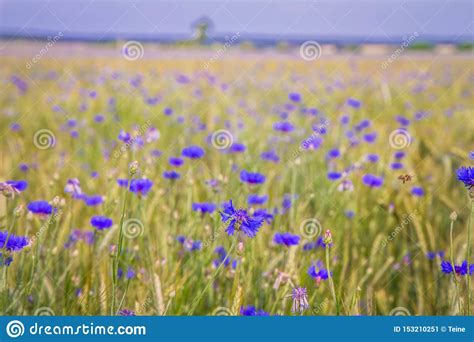 Wheat And Cornflowers Field Stock Image Image Of Green Cyanus 153210251