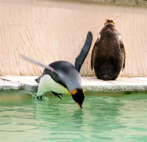 King Penguin Diving By Gypsy Roadhog On Deviantart