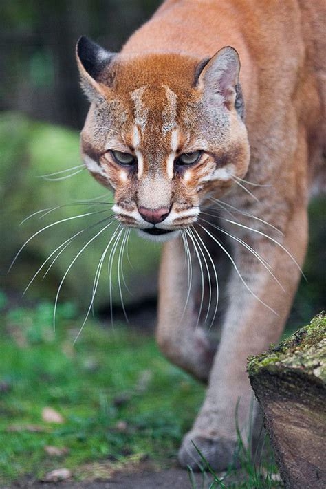 The asian golden cat lives throughout southeast asia, ranging from tibet and nepal to southern china, india, and sumatra. Asian golden cat - Education for Nature Vietnam