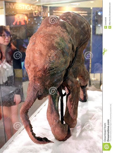 Baby Mammoth Of The Ice Age Exhibition In Hk Editorial Stock Photo