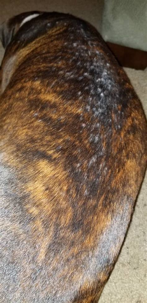 Pimples Bumps On Skin Page 2 Boxer Forum Boxer Breed Dog Forums