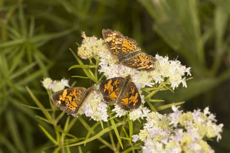 Slender Mountain Mint Direct Native Plants