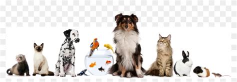 Dog Cat Bird Fish Hd Png Download 1116x3701353610 Pngfind