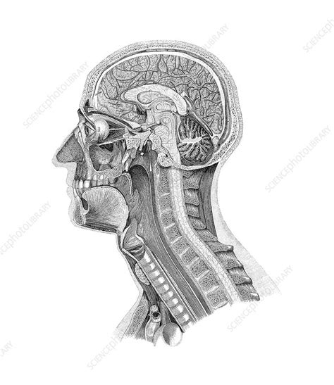 Anatomy Of The Head Artwork Stock Image F0028452 Science Photo
