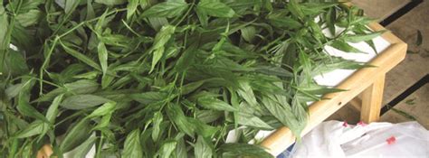 All parts of this plant are edible and have therapeutic importance. Organic Herbal Tea: Nutan Tea