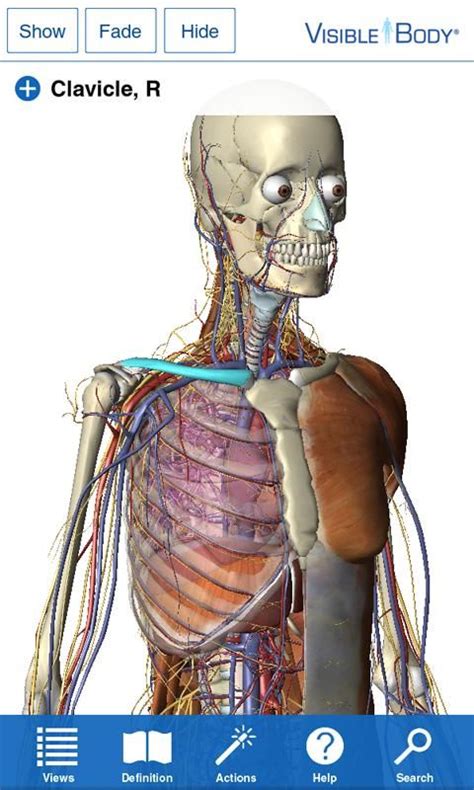 Visible Body 3d Anatomy Atlas Imágenes 1 Human Anatomy Model Bio