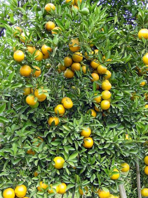 Tangerine Clementinemandarin Orange Citrus Reticulata Origin In