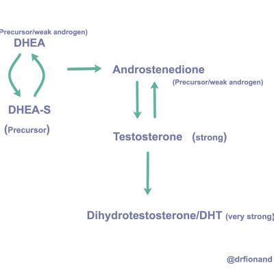 Dhea S In Pcos Adrenal Androgens Demystified