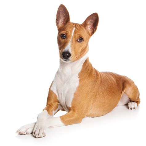 Basenji Puppies For Sale