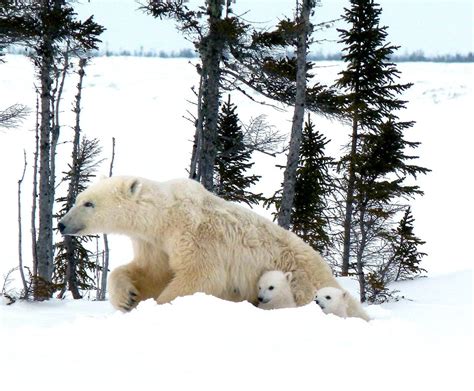 Mother And Cubs Polar Bear Photography Safari Arctic Kingdom