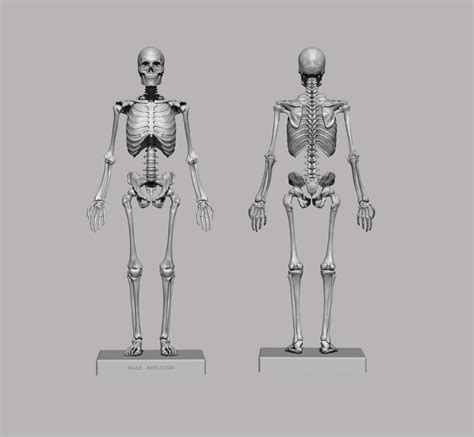 3d Printable Anatomical Human Skeleton Stl Flippednormals